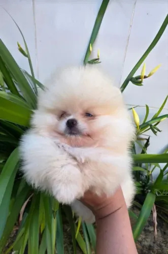 Spitz alemão