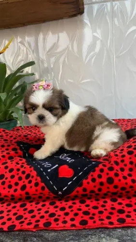 Shih Tzu