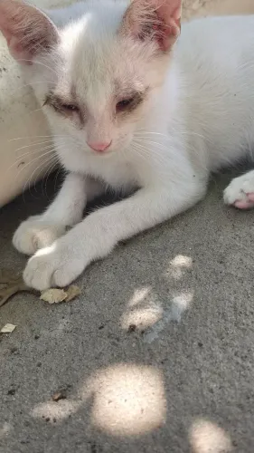 Doação de 3 gatos