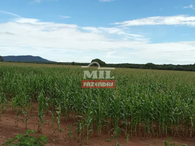 Fazenda 90 alqueires (435,6 hectares) Talismã - To
