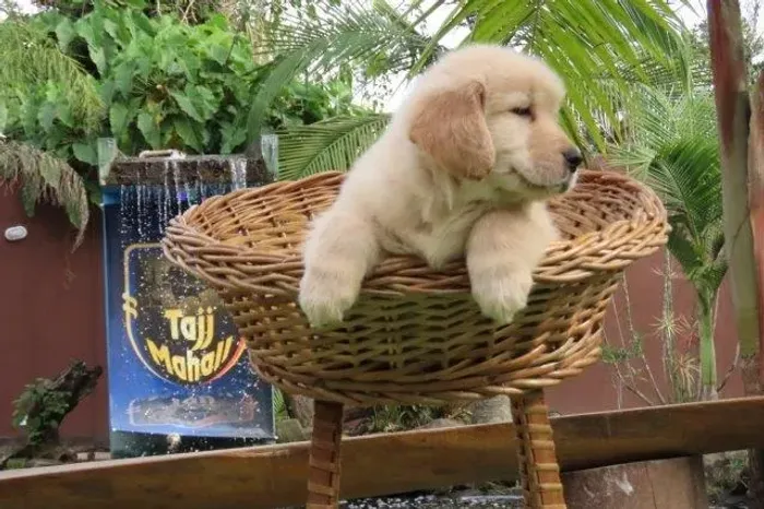 Golden Retriever Tajj Mahall filhote macho lindíssimo microchip número 1845 Curitiba