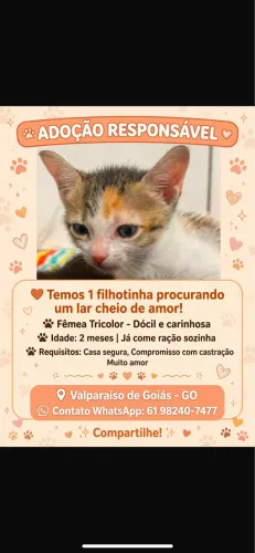 Adoção responsável