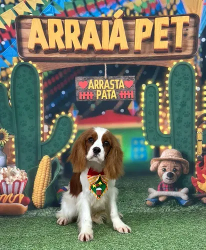 Filhote de Cavalier King Charles Spaniel