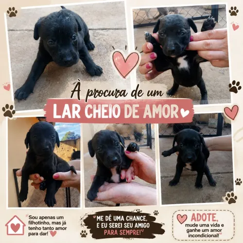 Adoção de Filhotes