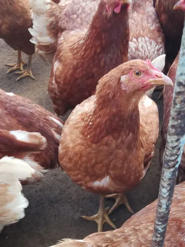 Galinhas novagen broaw