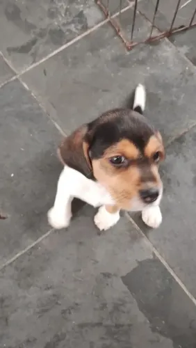 Beagle O pet que vai deixar sua casa ainda mais feliz