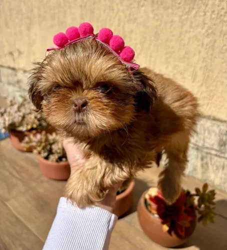 Shihtzu fêmea 