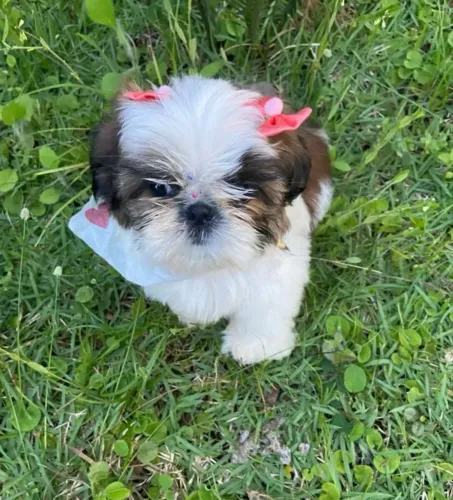 Shih tzu !! Eles vão te deixar encantados