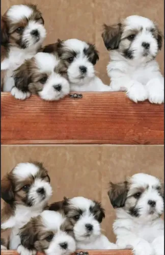 Lhasa Apso