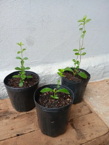 Mudas de Stevia (Adoçante Natural)