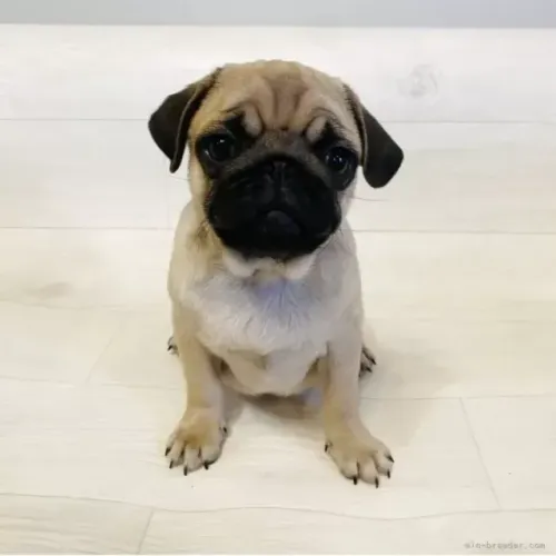 Neném pug de linhagem selecionada saudável e dócil para casa