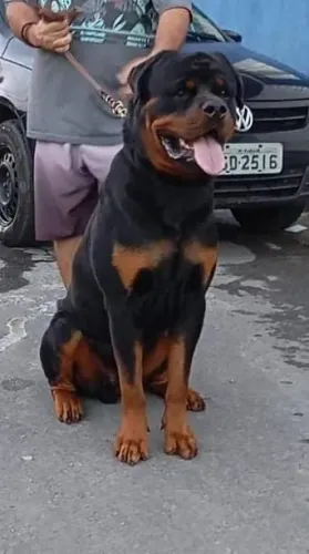Cachorro