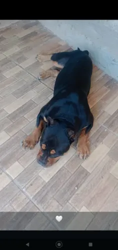 AMERICAN BULLY COM PEDIGREE 