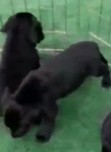 Labrador prontos para novo lar 