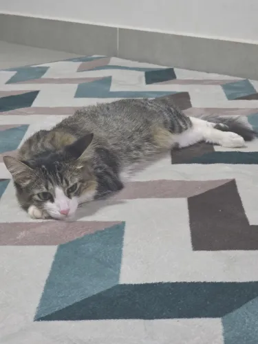 Doação responsável de 2 gatos - 11 meses