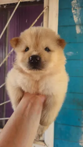 Chow Chow