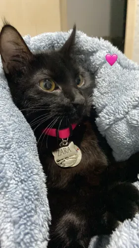 DOAÇÃO RESPONSÁVEL- GATINHA ZARA