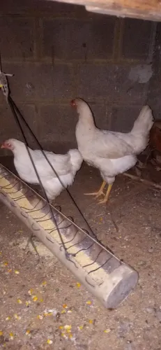 Frangas