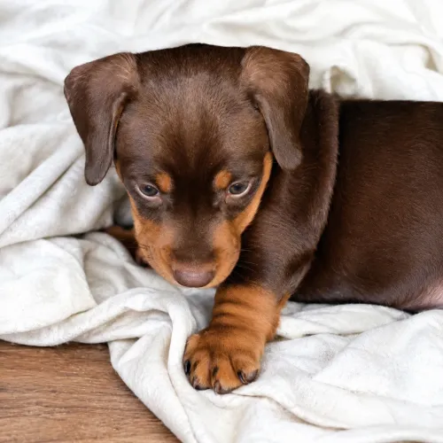BASSET MARROM CHOCOLATE