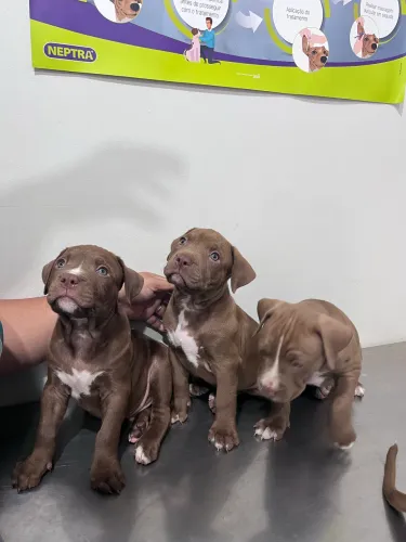 vendo 2 filhotes de pitbull