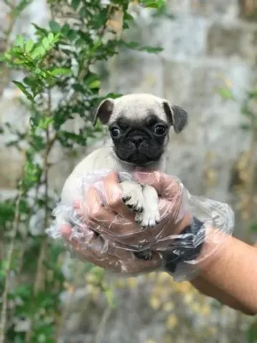 Pug com Segurança na Compra e Pós-Venda