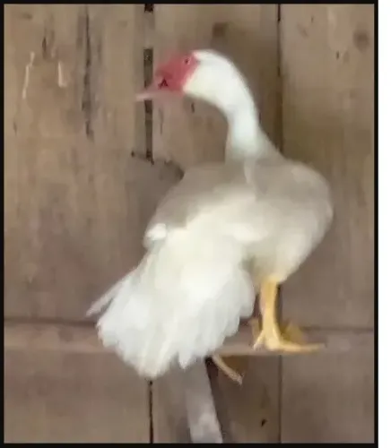 Pato grande - PROMOÇÃO