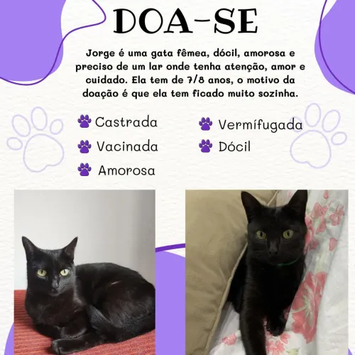 Doa-se gata