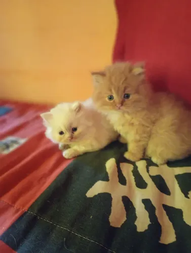 Gatos Angorá