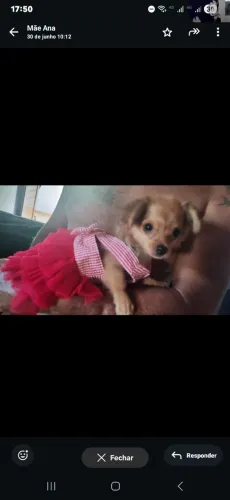 Quero cruzar meu cachorro com outro !
