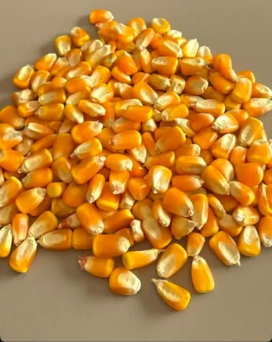 Produtos Agricolas Compre Direto do Produtor e Negocie Sem Atravessadores (Milho e Rações)