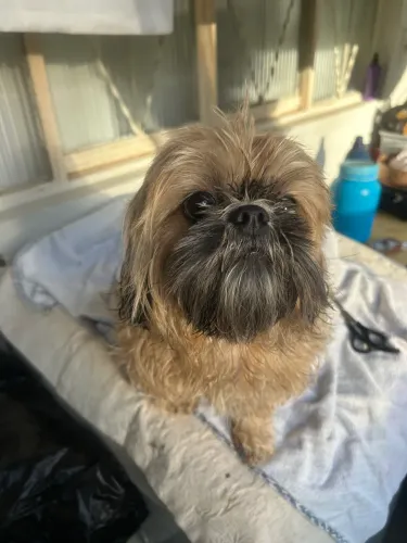 Cachorro