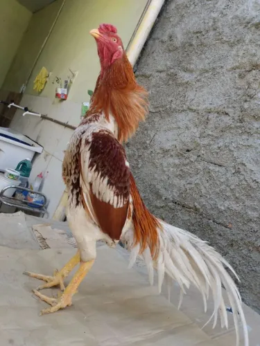 Galos de Raça