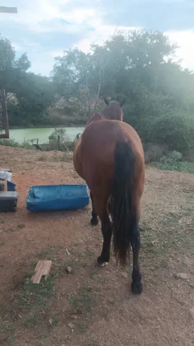 Cavalo