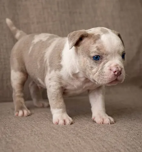 American bully a partir de 1999