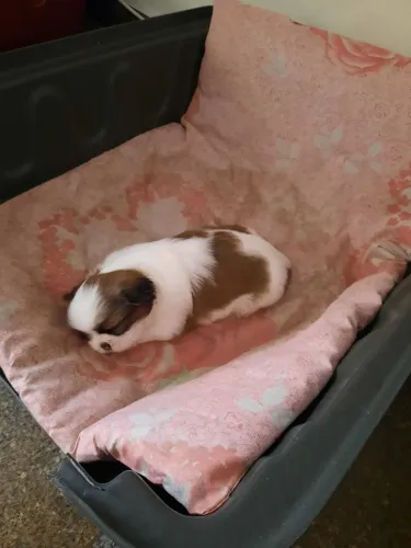Shihtzu machinho lindo