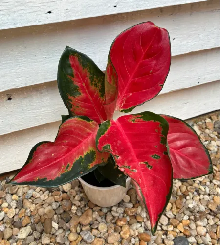 Aglaonema chilli red
