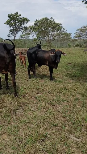 7 Garrotes Média 12@, Pronto para confinar. Tem GTA