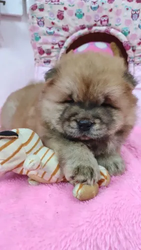 Chow Chow pedigree cbkc