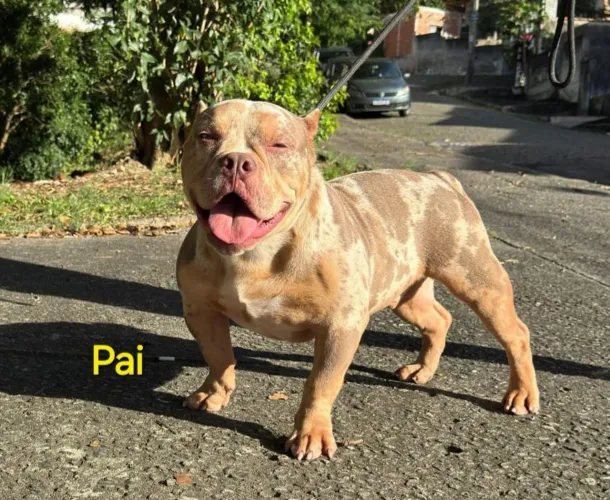 Filhotes de American Bully 