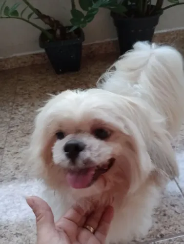 Estou doando meu shitshu, porque meu neto tá com alergia a pelo, ele é castrado