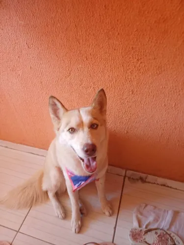 Husky siberiano