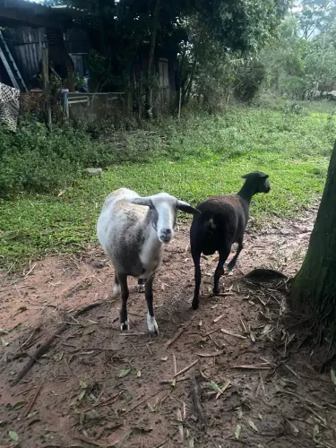 Vendo ovelha santa Inês
