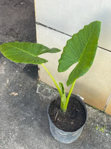 Orelha-de-Elefante (Alocasia) - Planta Ornamental Grande e Saudável
