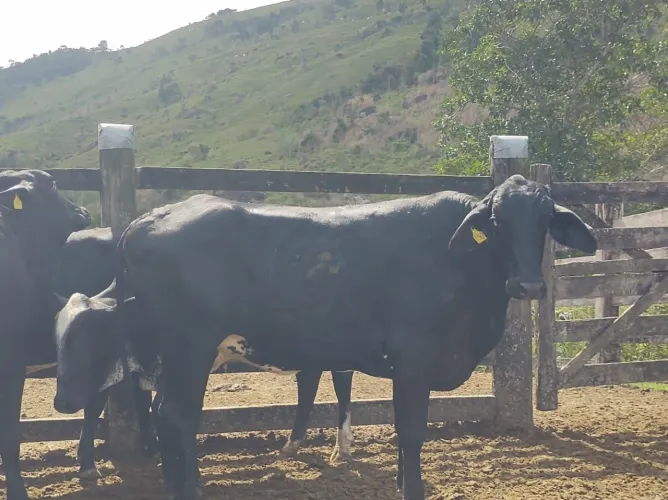 Vendo NovilhasFIV prenhasdeinseminação *