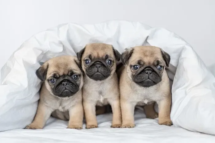 Pug disponível para sua família Macho