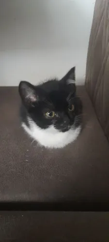 Doa se gatinhos
