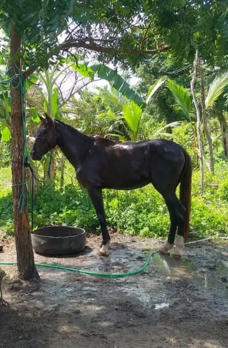 Cavalo mestiço