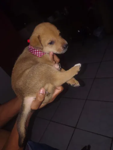 Cachorro da raça Husky Siberiano