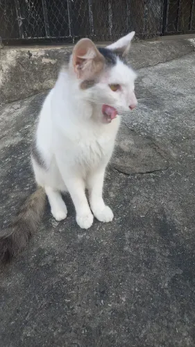 Gato macho castrado doação 