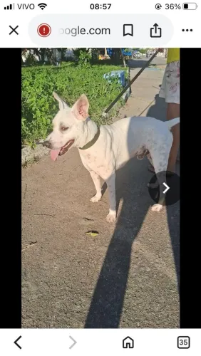 Adoção macho